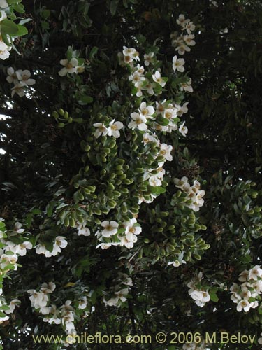 Фотография Eucryphia cordifolia (Ulmo). Щелкните, чтобы увеличить вырез.